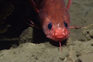 a Gaidropsarus peeks out from under a carbonate rock