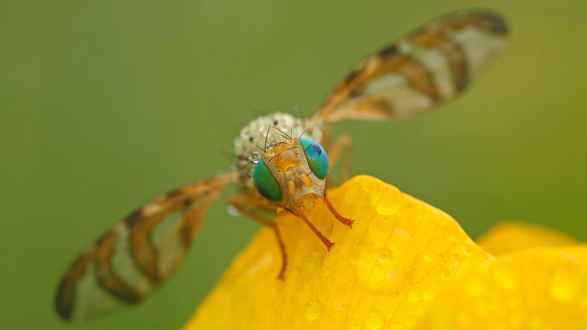 Close-up of a fruit fly with its wings expanded, sitting on a yellow flower leaf
