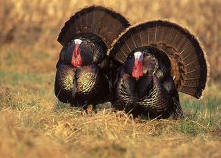 wild_turkeys-110708-02