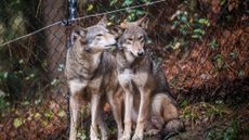 Endangered red wolves are seen at the North Carolina Museum of Life + Science.