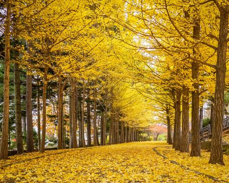 ginkgo variety