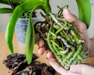 Orchid roots formed within the shape of the container