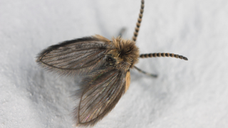 close up of a drain flie on white surface