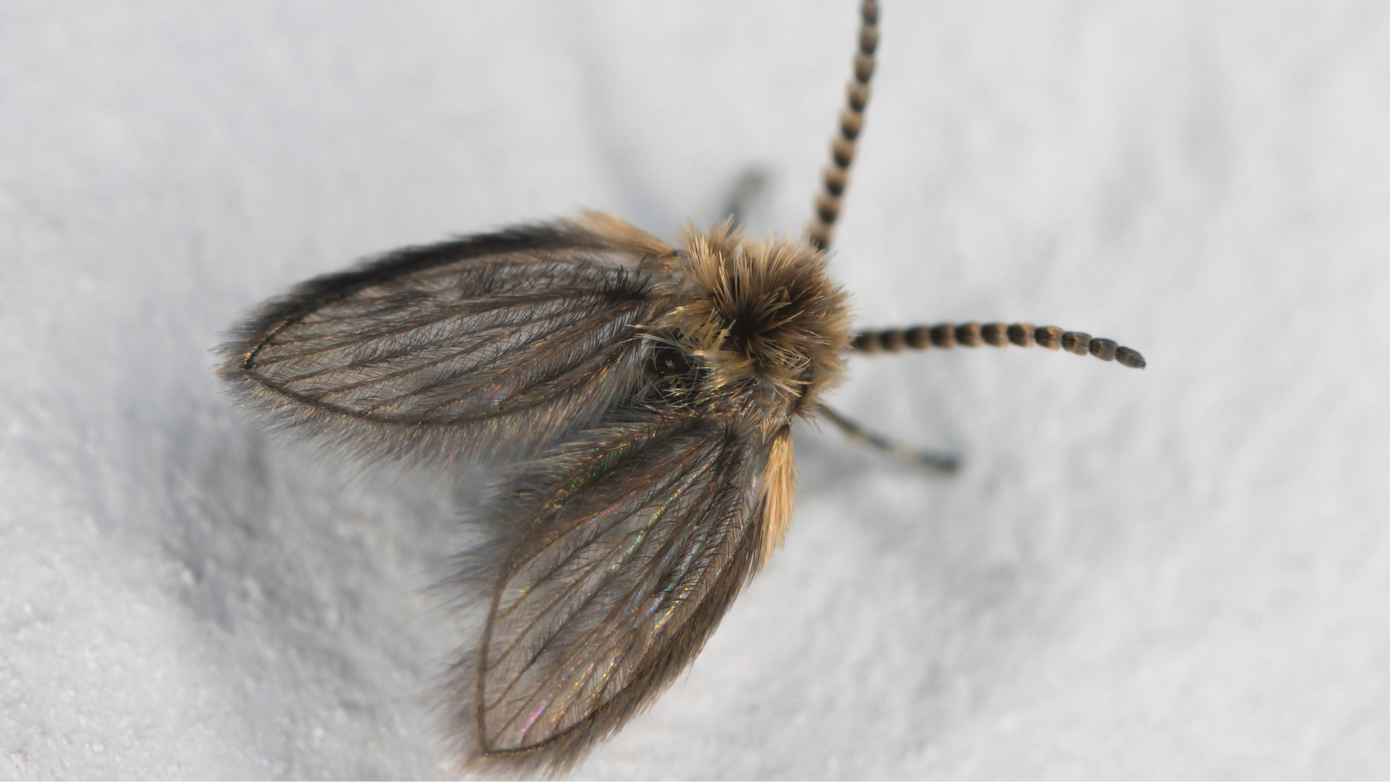 close up of a drain flie on white surface