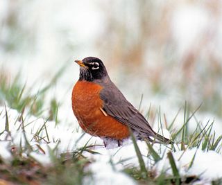 American robin in the snow