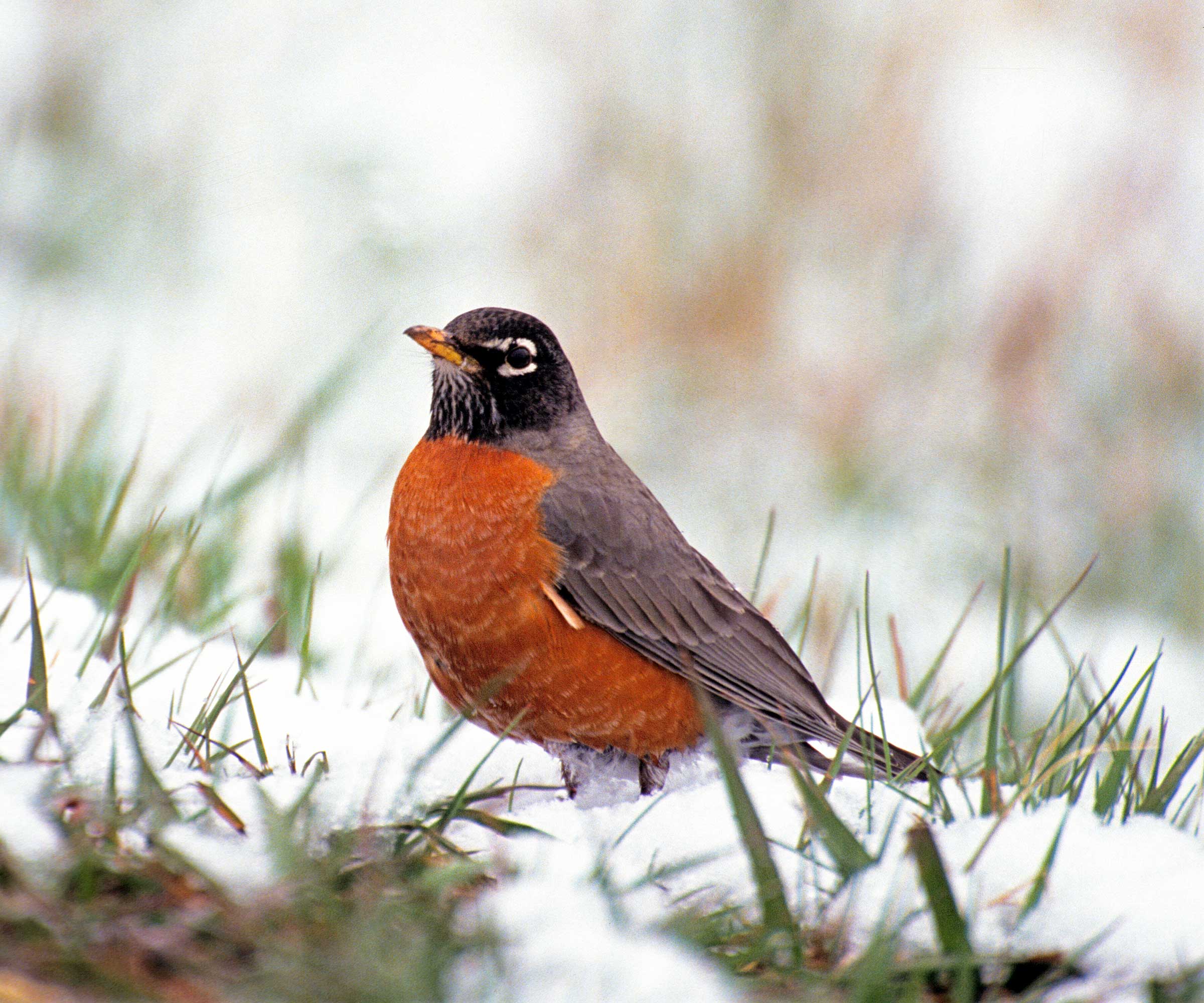 Robin perched on branch