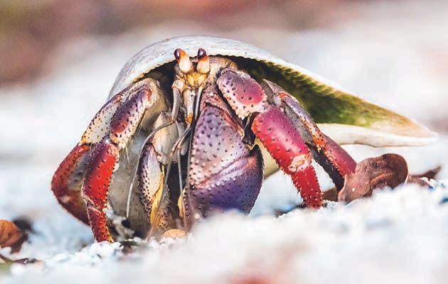 While nature documentaries so often focus on the biggest animals on our planet, 90 per cent of all creatures living on Earth are no bigger than a human fingertip.