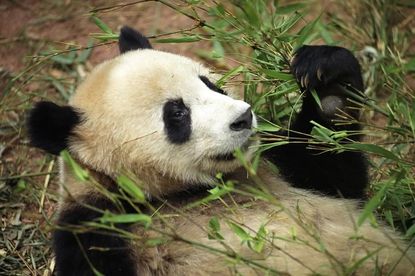 Giant panda reportedly faked her pregnancy to get 'extra treats'
