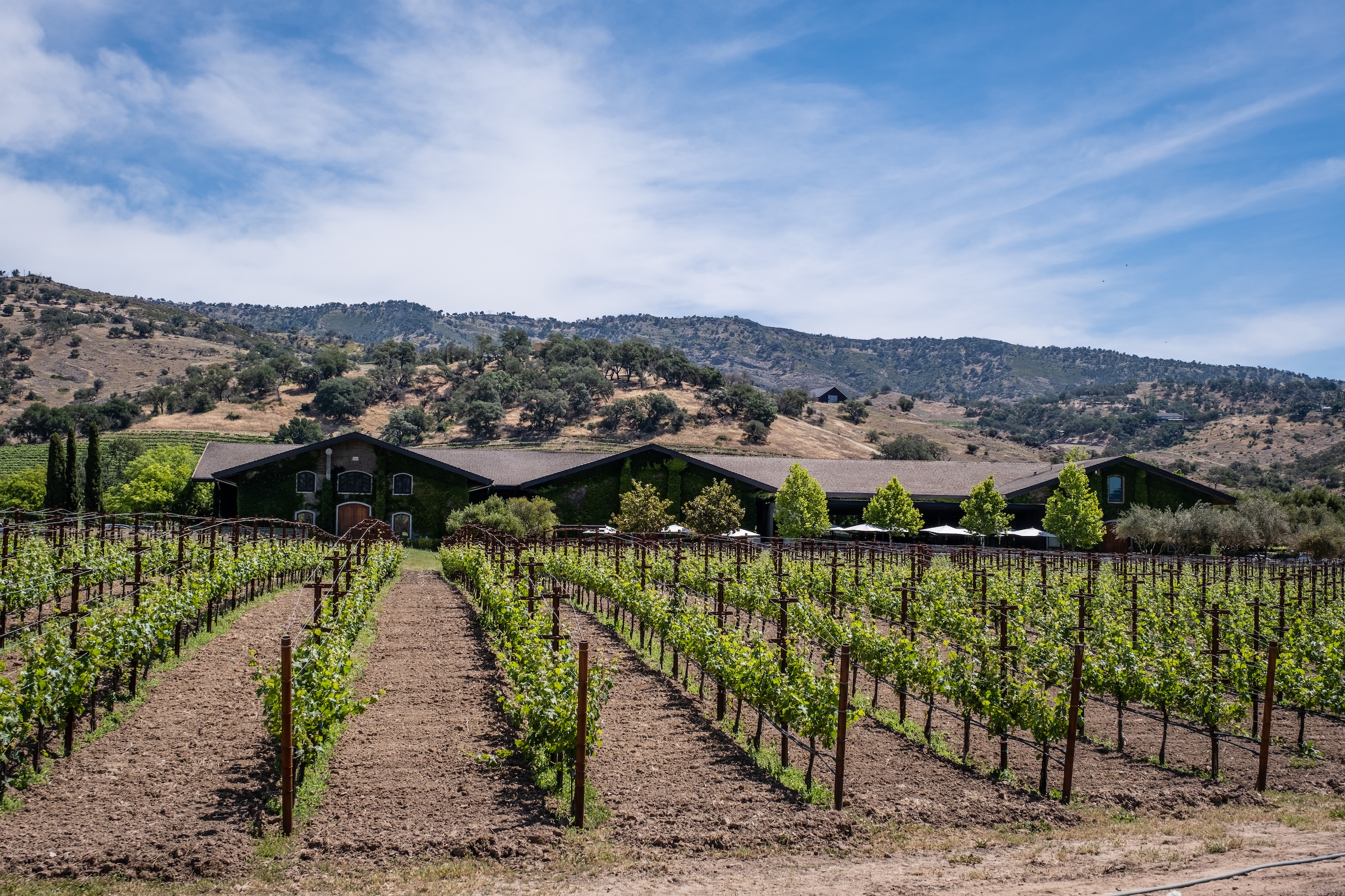 Clos du Val's Hirondelle House as seen from the Silverado Trail, with rows of vines in the foreground and the Vaca Mountains in the background.