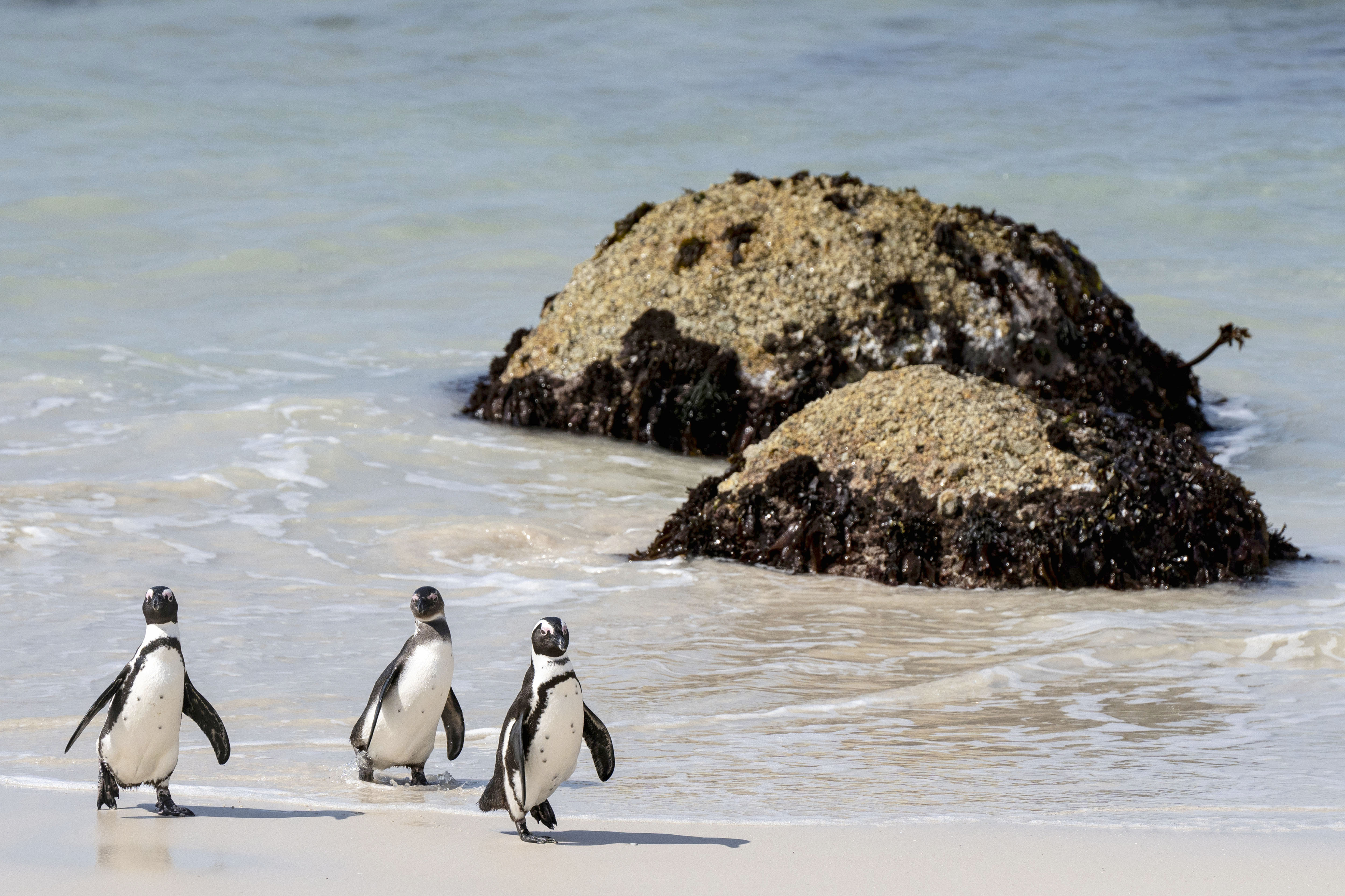 Three black and white penguins walk along the sand at the beach Simon's Town in South Africa