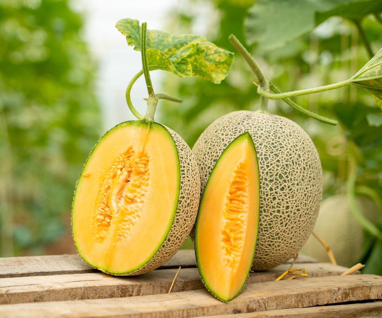 When to pick cantaloupes expert tips for harvesting melons