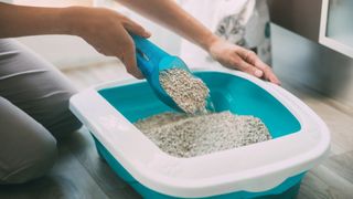 Person scooping cat litter from inside a cat litter box