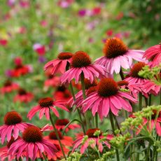 coneflowers in a garden 