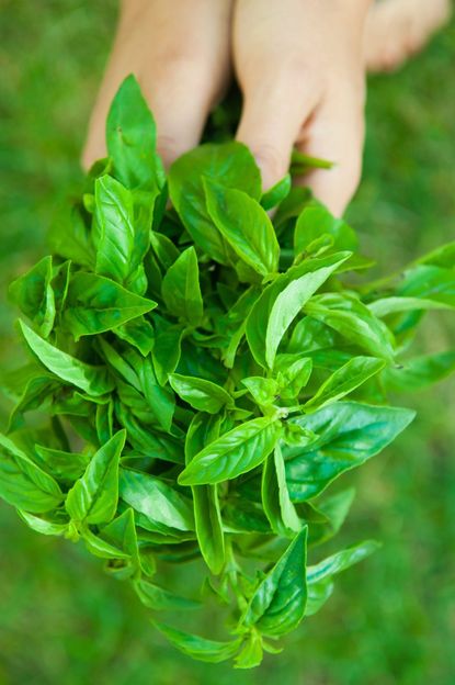 Hands Holding A Bundle Of Basil