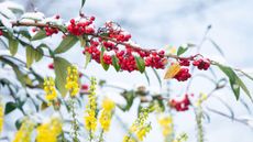 winter garden berries and snow