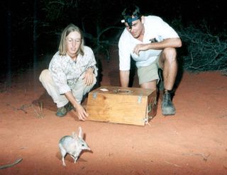 One of the first bilbies to be released at an Arid Recovery reserve.