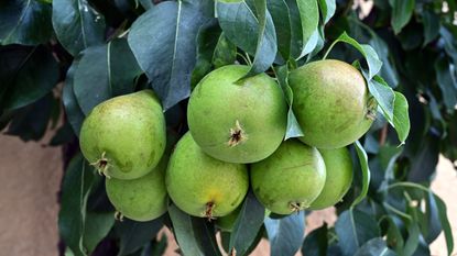Pear tree full of fruit