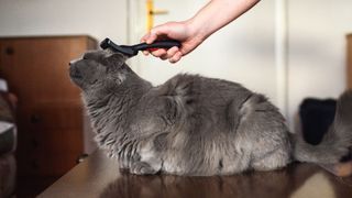 Grey Chartreux cat being groomed