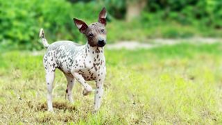 American Hairless Terrier