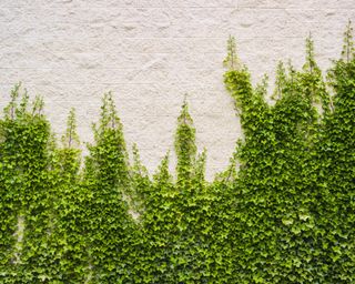 Ivy growing lush plant on brick wall