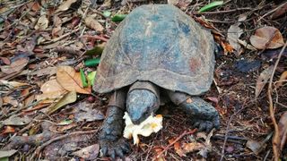 Tortoise eating bread