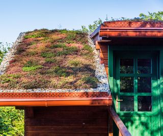 living roof planted with sedum