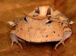 pac-man frog observed in suriname by conservational international