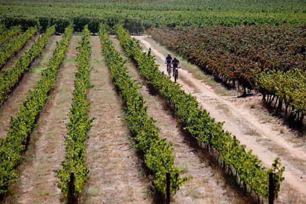 Riders make their way through the vineyards outisde Roberston during stage 1