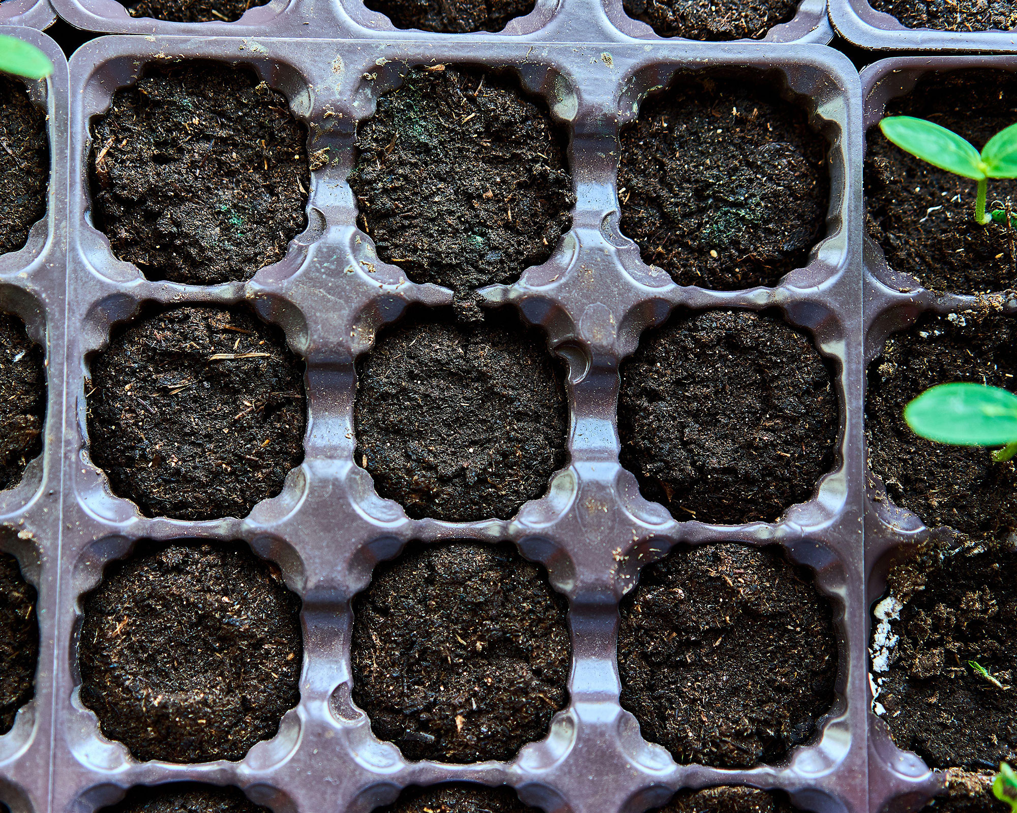 watermelon seeds growing