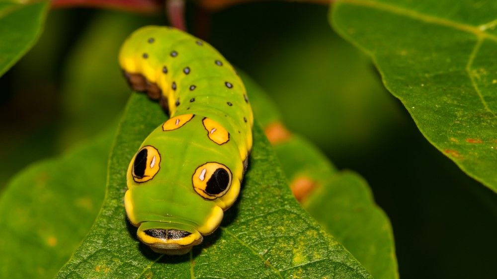 Swallowtail caterpillar
