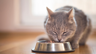 Cat eating from its bowl