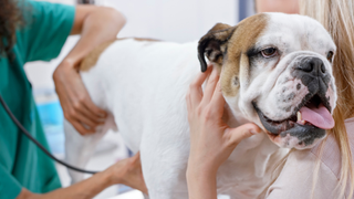 Bulldog breed being examined on the tummy by a vet while a blonde woman hugs him