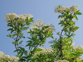 Blossom of an Elder tree Sambucus nigra