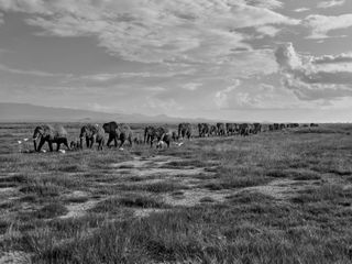 Photo from Saving Elephants book