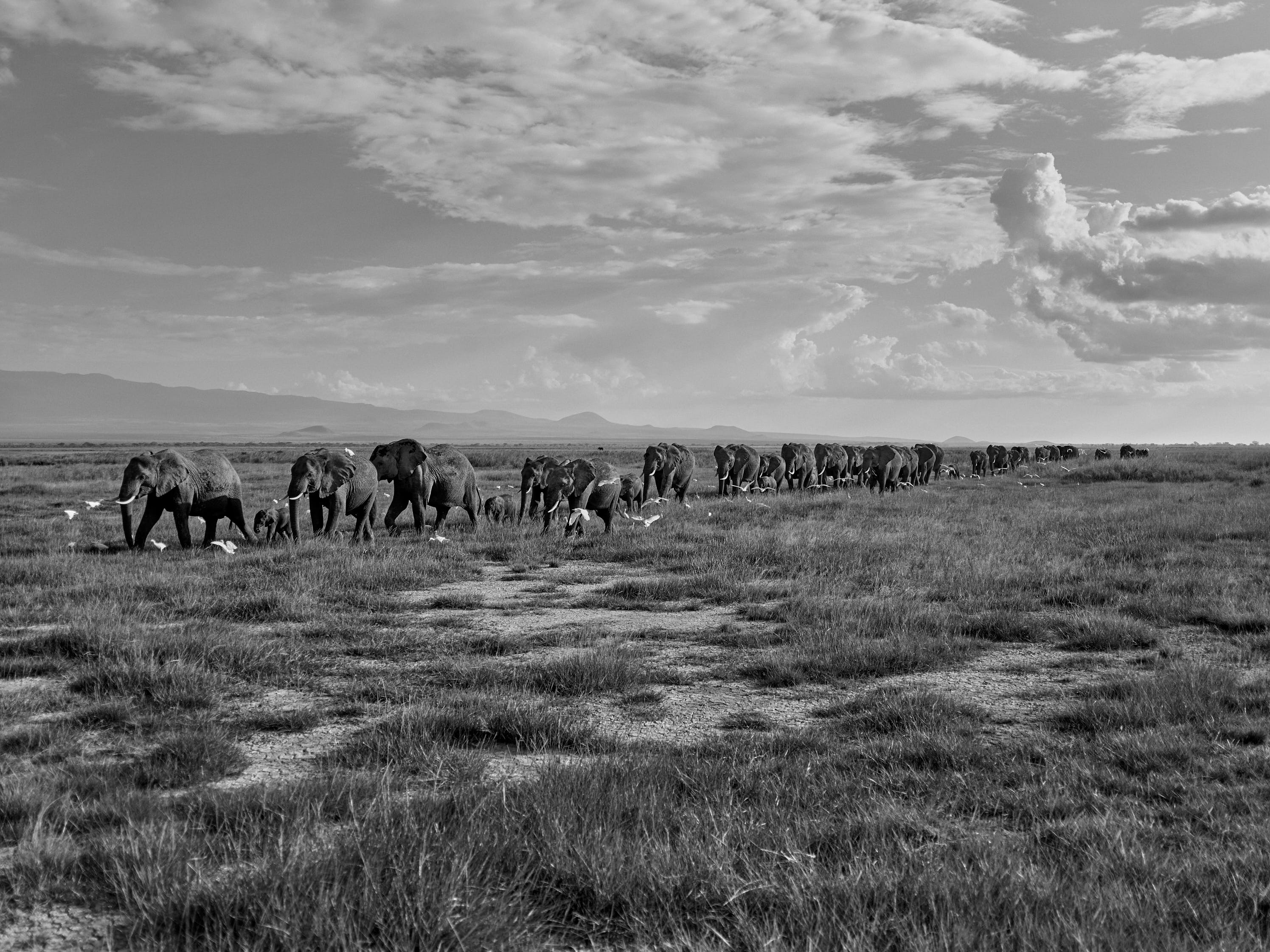 Saving Elephants photo book aims to protect world's largest walking ...