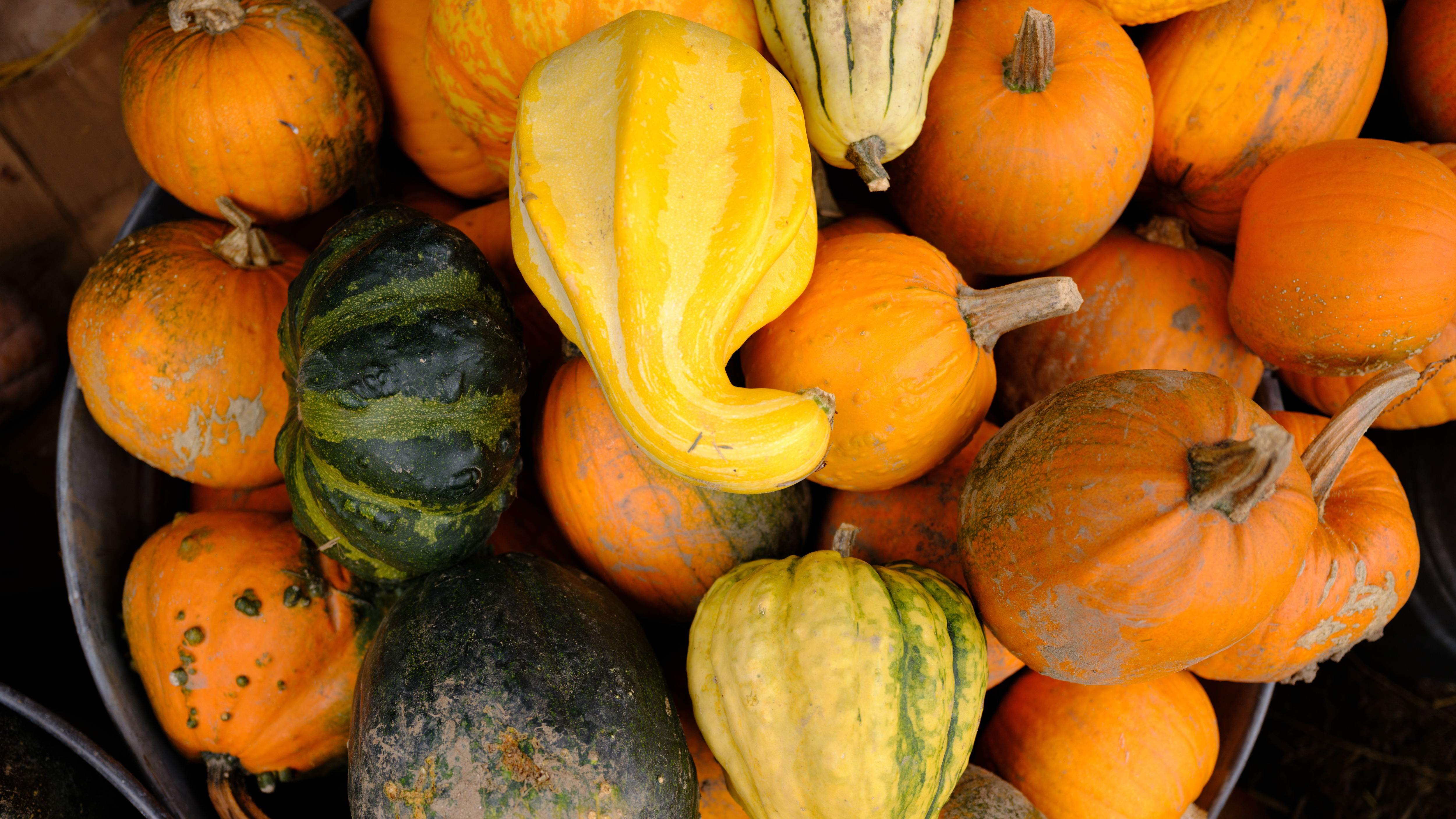 Fall photos taken with the Fujifilm GFX100RF