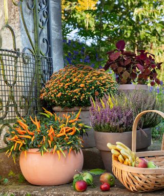 Fall container planting ideas