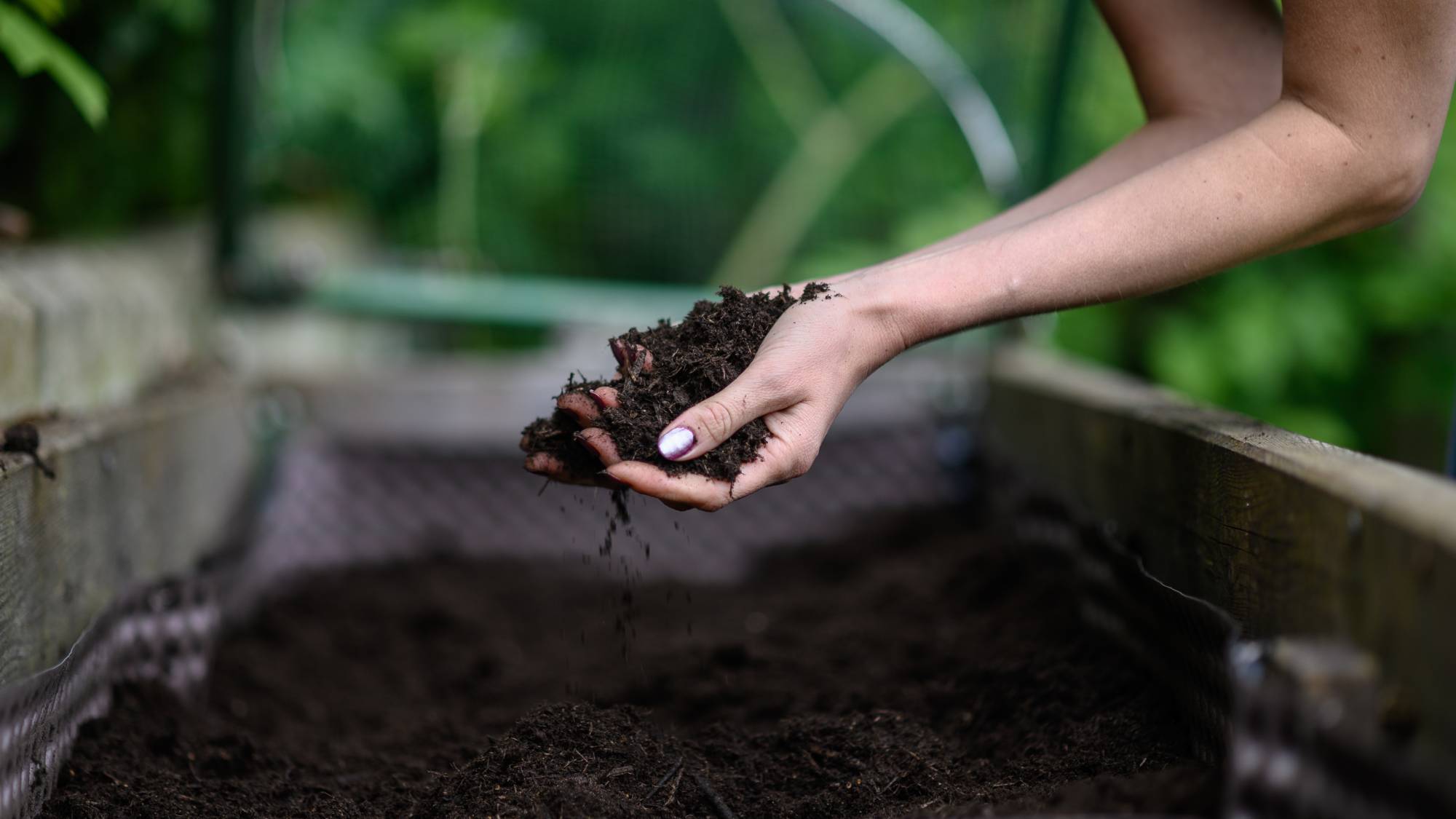A woman's hands holding soil over a raised garden bed
