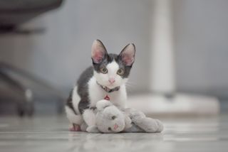 A kitten plays with a teething toy on a tile floor.