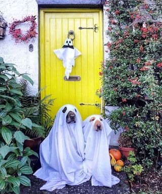 Halloween front door idea using Farrow and Ball's Citron Yellow shade, ghost decor and two dogs dressed in white sheets to look like ghosts