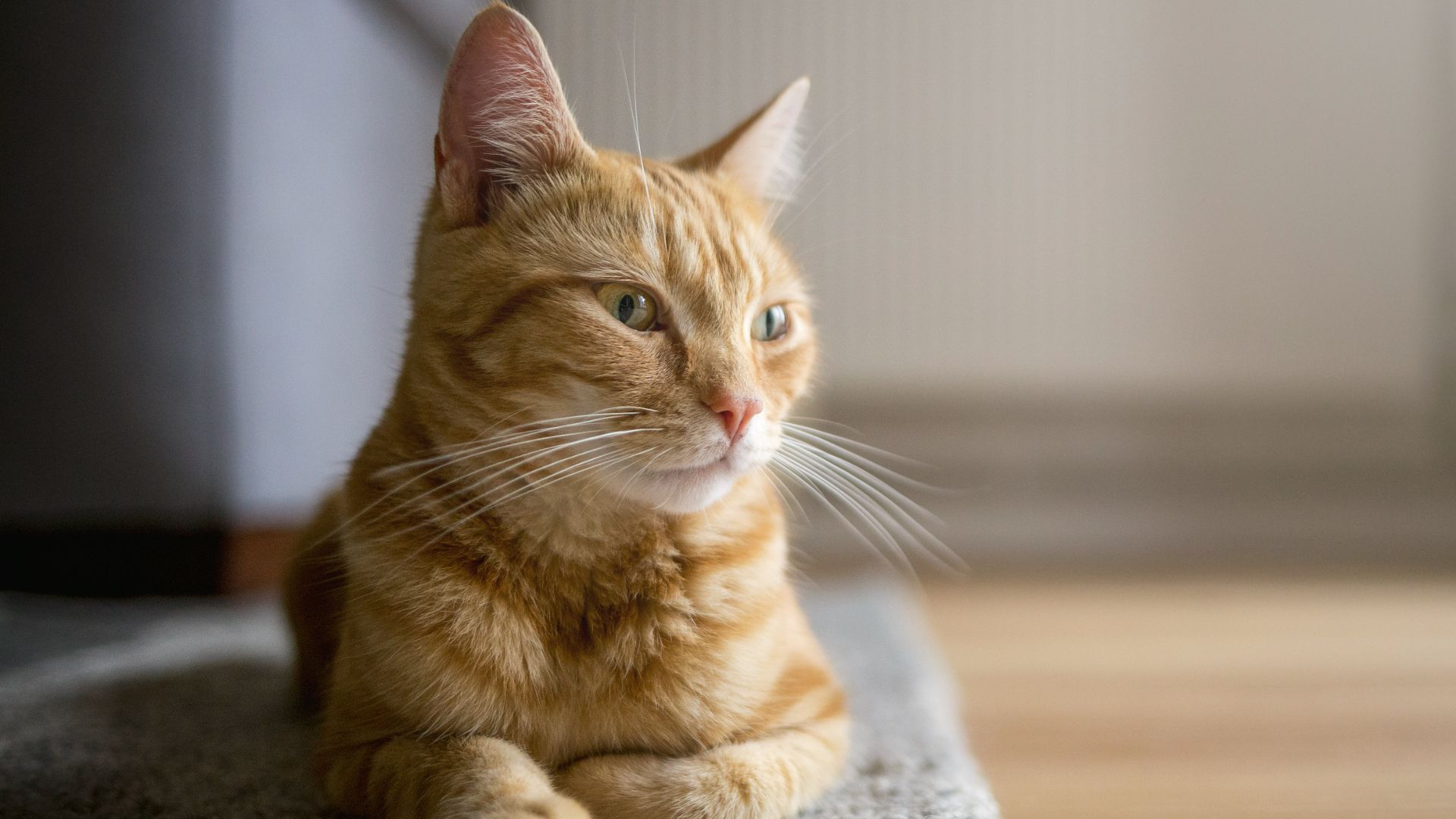 Domestic shorthair cat sitting on rug