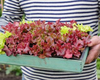 'Lollo Rossa' lettuce seedlings