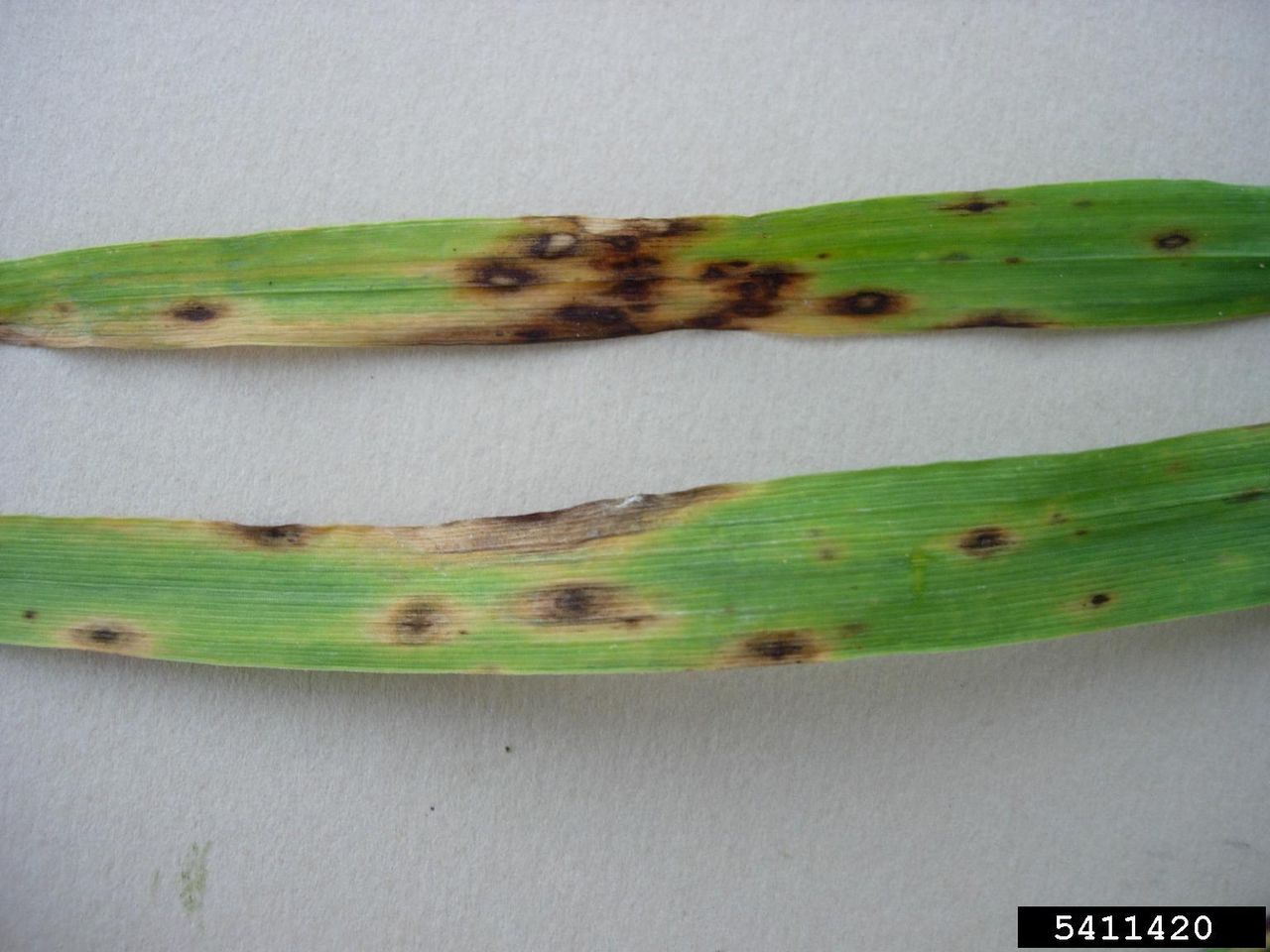 Two Blades Of Grass With Spots Of Fungus