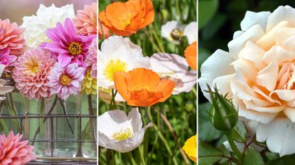 composite image of cutting garden flowers