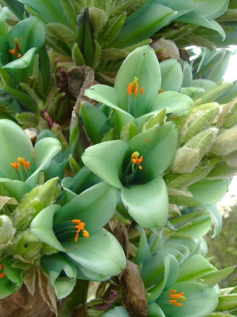 Blue Puya Plants