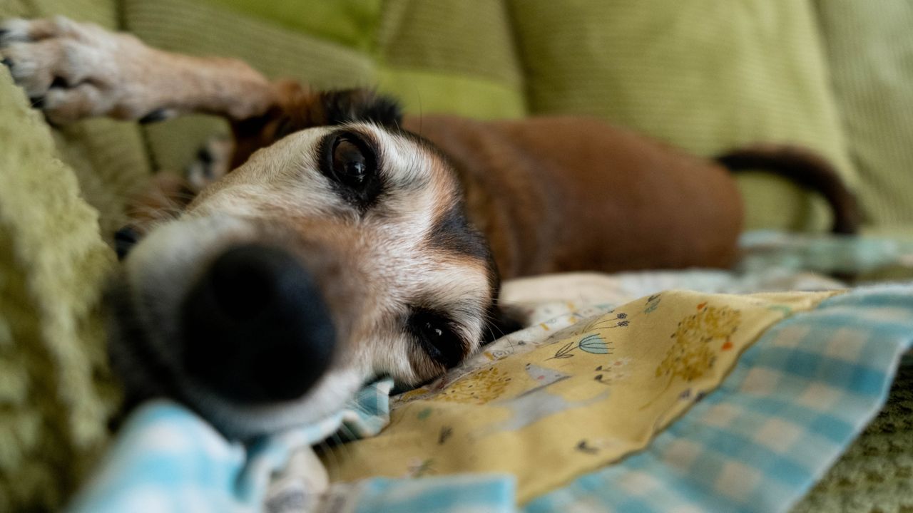 Image showing close up of a dog looking down the lens. There is noticable image noise in the background.