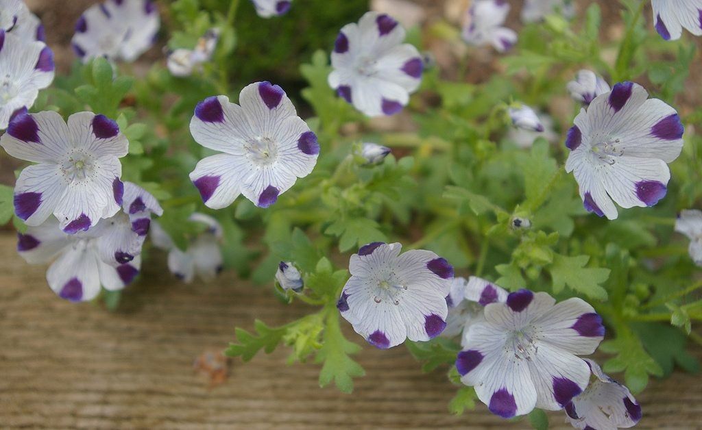 Five Spot Flowers