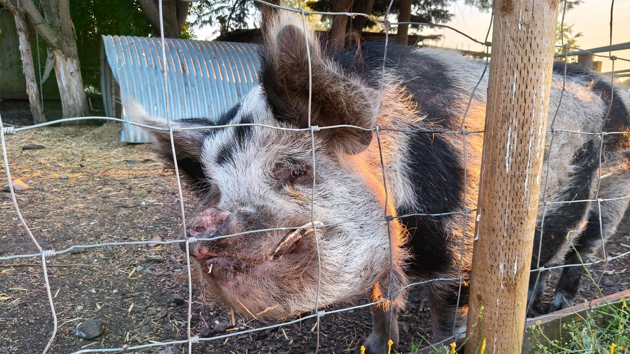 A hairy boar with long tusks.