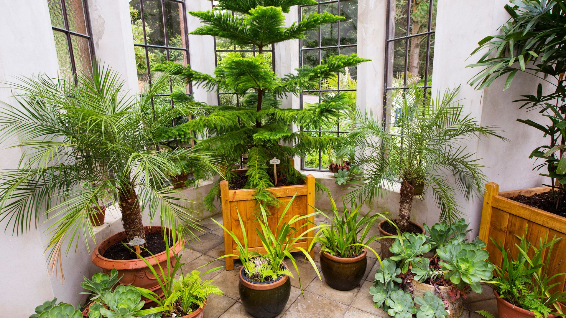 House plant expert gives a top tip for keeping your indoor plants alive