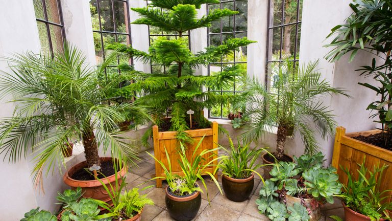 Conservatory with house plants